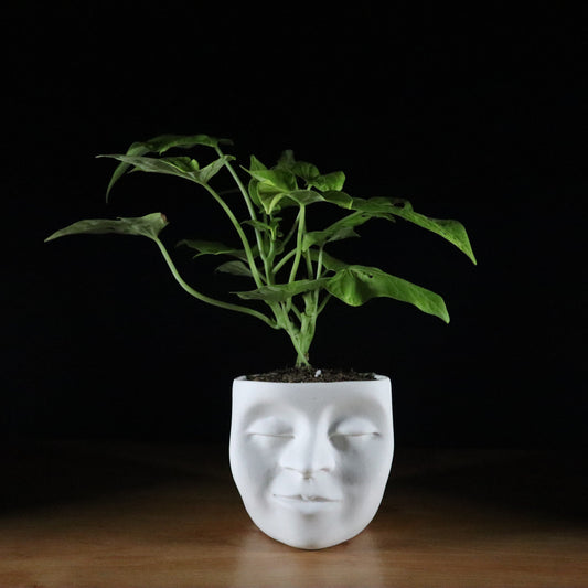 Face Planter (Small)
